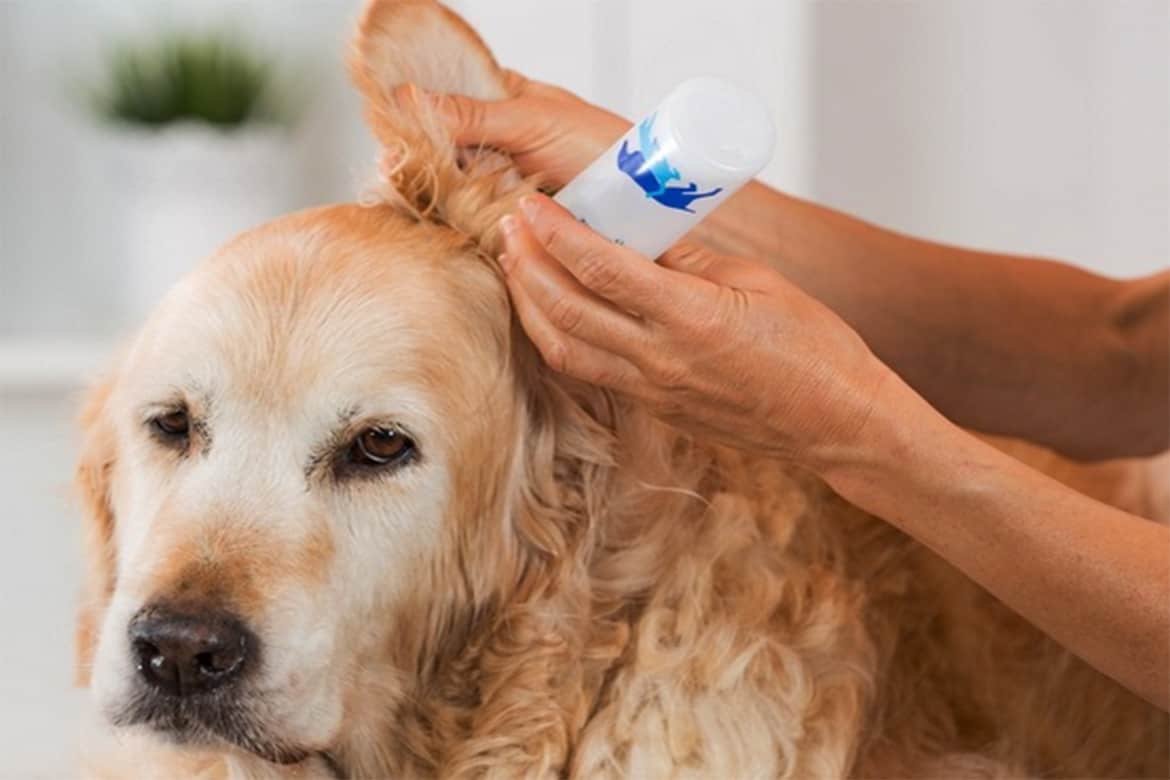 Как и чем можно чистить уши собаке в домашних условиях