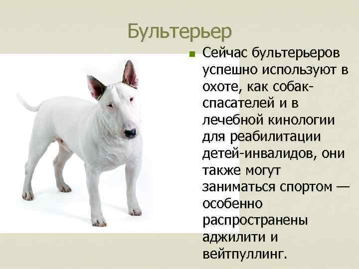Собака бультерьер: характеристика породы