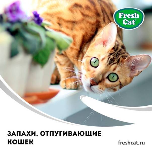 Кошки, несущие смерть. чем эти домашние животные опасны для человека | cвободное время | аиф аргументы и факты в беларуси