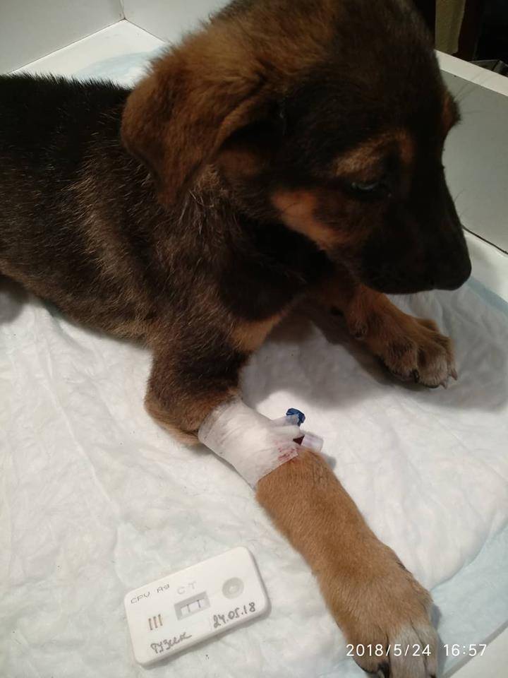 Парвовирусный энтерит собак, лечение вирусной инфекции вызываемой вирусом семейства parvoviridae в санкт-петербурге.
