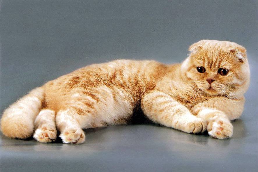 Самые ласковые породы кошек (56 фото): топ самых добрых, спокойных и ручных пород для детей. котов каких пород считают самыми ласковыми и умными в мире?