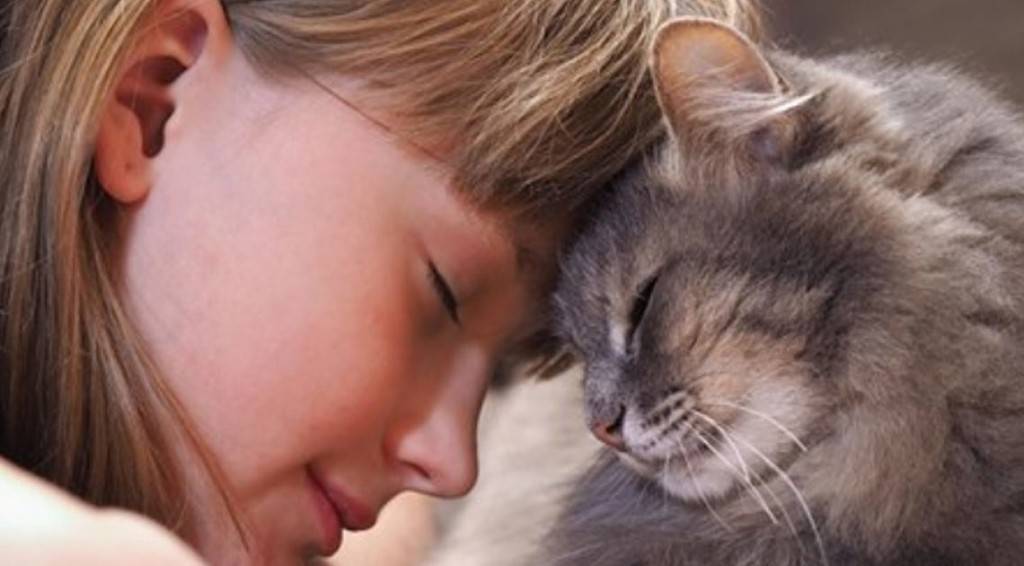 Почему нельзя обнимать и целовать кошек