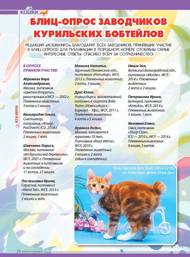 Меконгский бобтейл кошка. описание, особенности, виды, уход и цена породы меконгский бобтейл | живность.ру