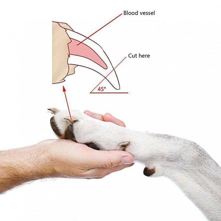 Как подстричь когти собаке правильно и без боли?