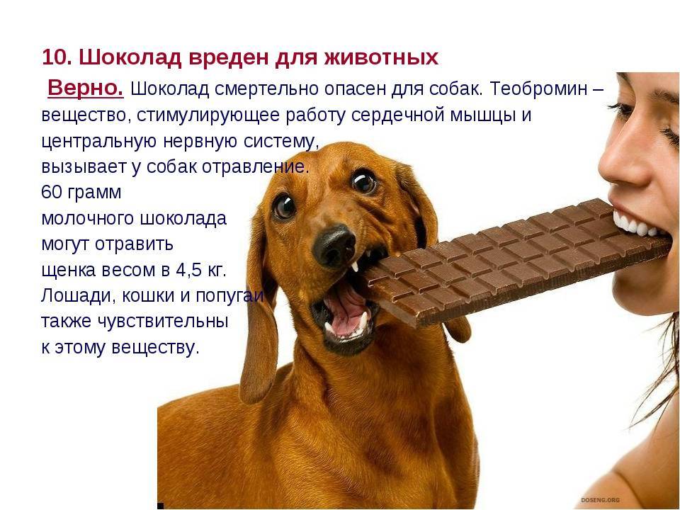 Чем вреден шоколад для собак