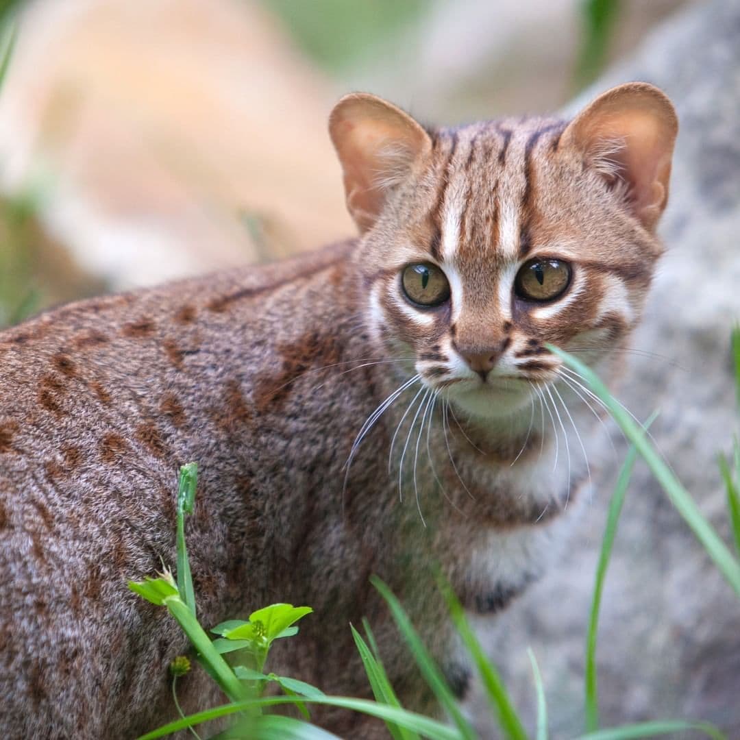 Цейлонская кошка (ceylon cat) | мур тв