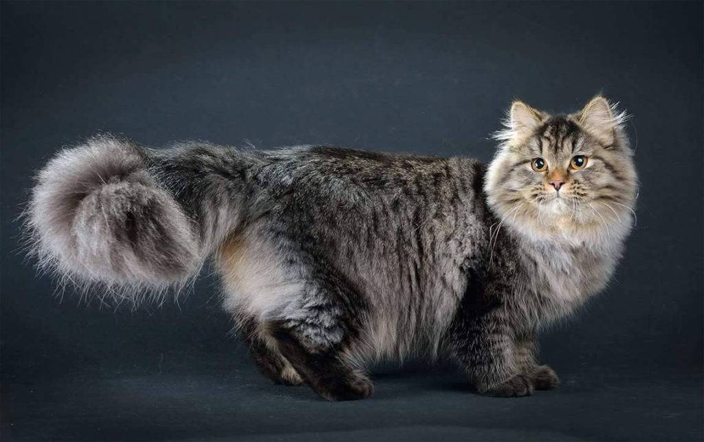 Короткошерстные породы кошек  с фотографиями и названиями