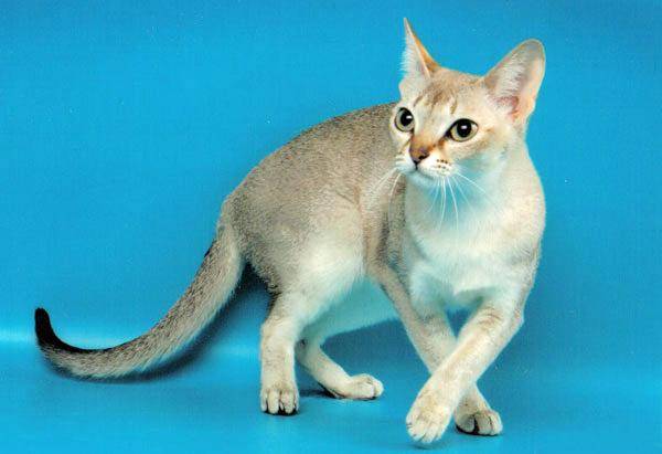 Сингапурская кошка: характер, фото, цена, описание породы, отзывы, как купить, как выбрать, содержание, уход и отзывы владельцев