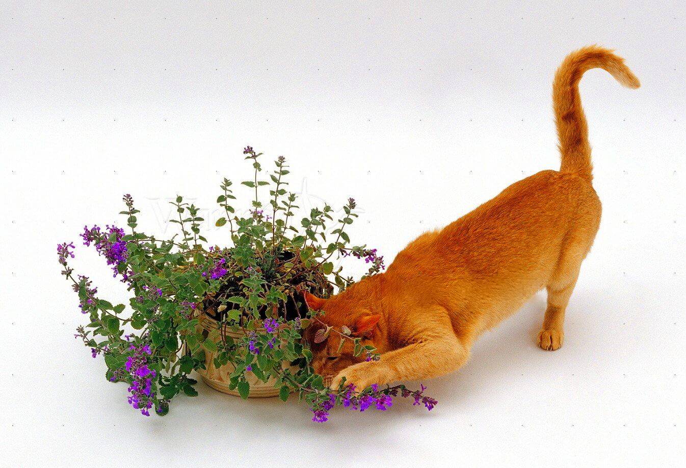 Вегетарианство в мире кошачьих: зачем кошки едят траву? — 4 лапки