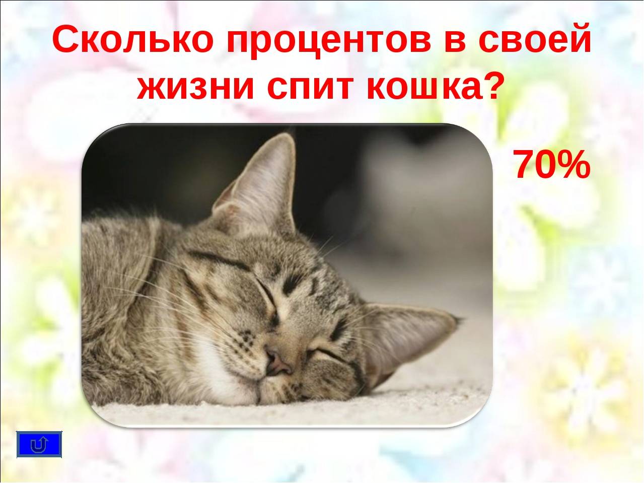 Сколько часов спят кошки: все секреты наших домашних любимцев