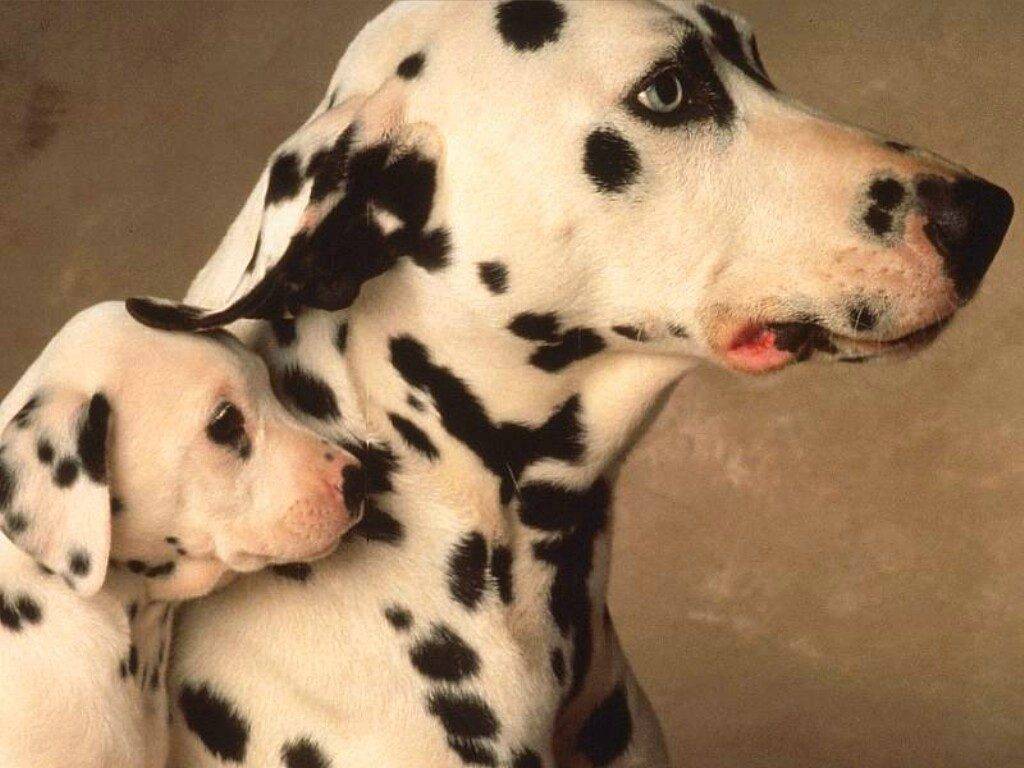 Далматин или далматинец: описание породы собак и характер.
