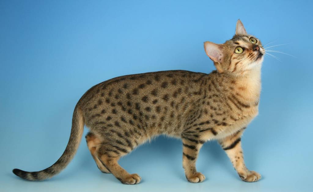 Египетская мау: одна из древнейших кошачьих пород