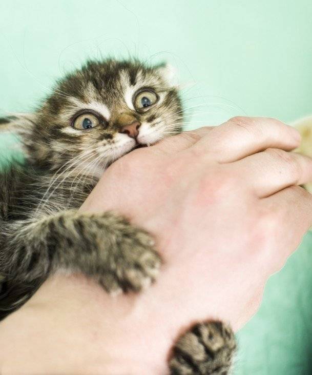 Почему кошка после стерилизации может стать агрессивной
