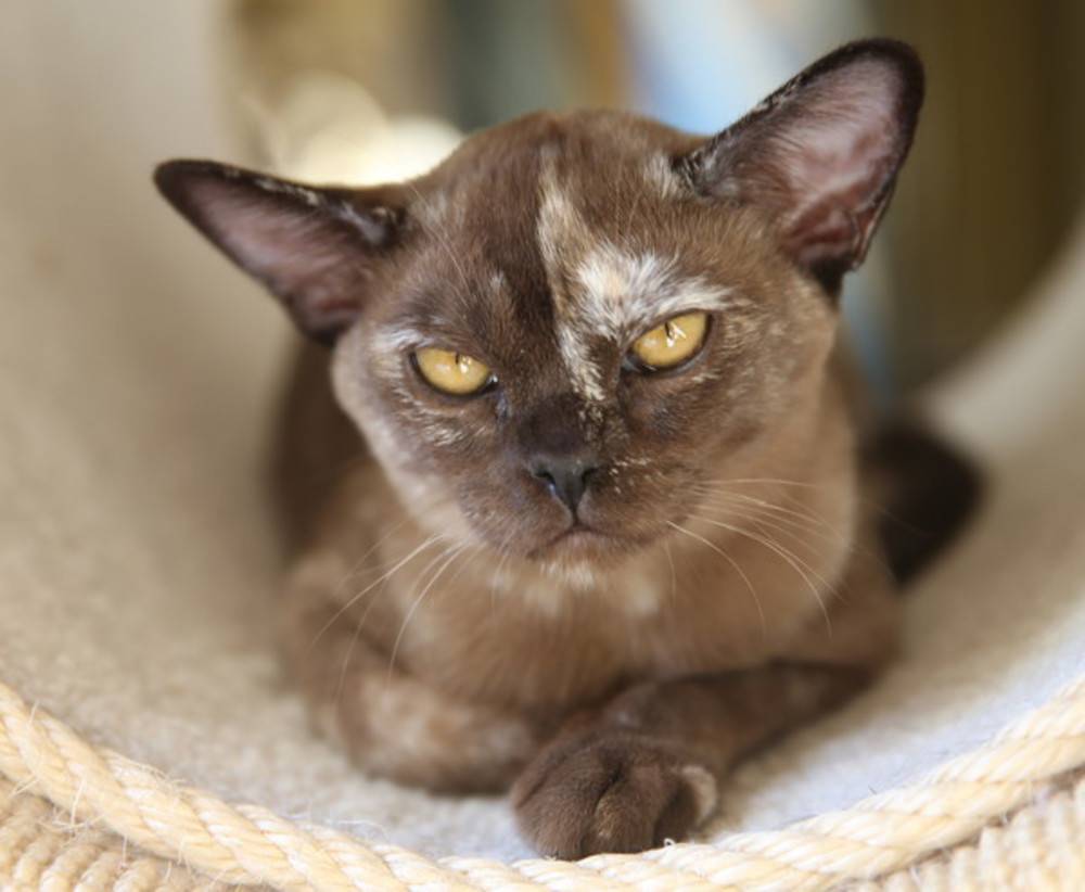 Бурманская кошка: описание породы, характер кошки и котенка, фото, цена