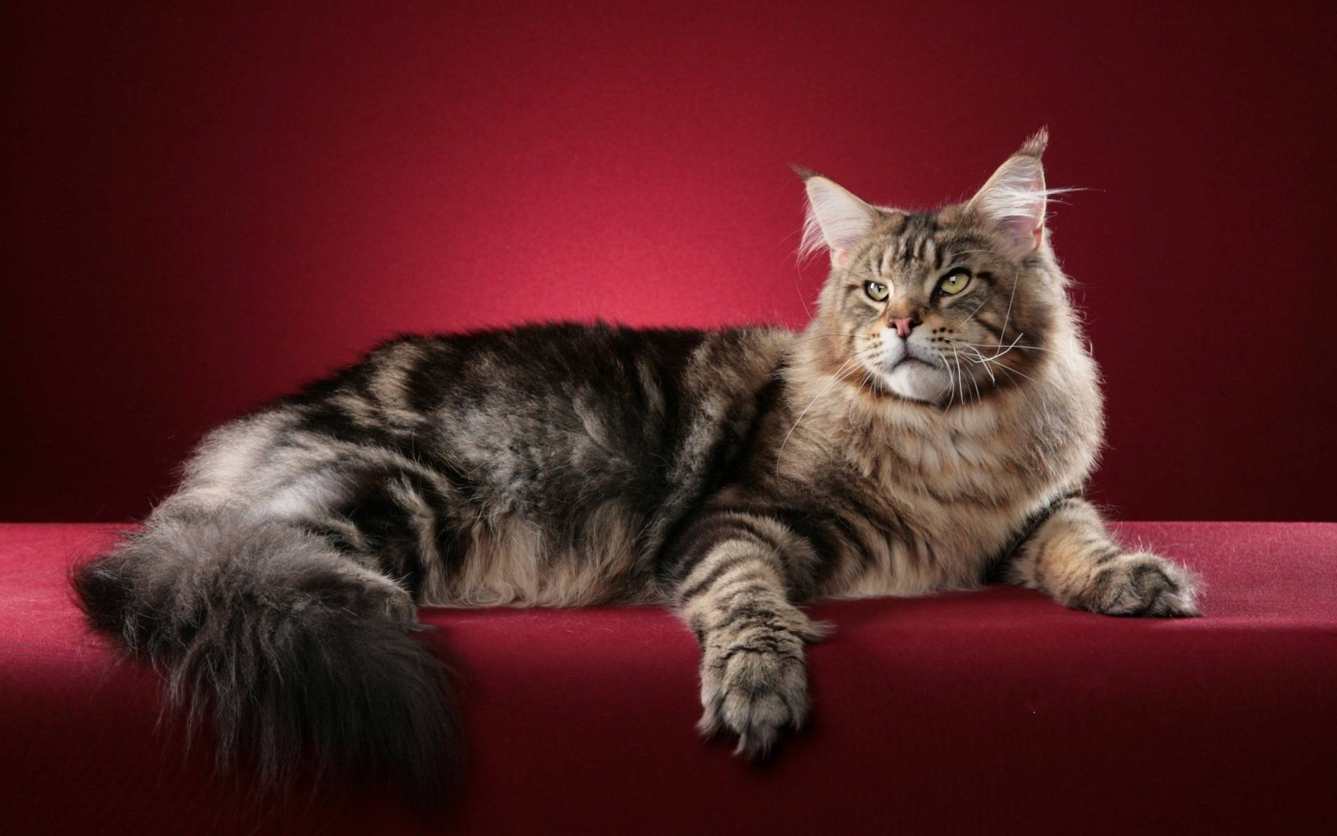 Лучшая порода кошек для квартиры – какого кота завести?