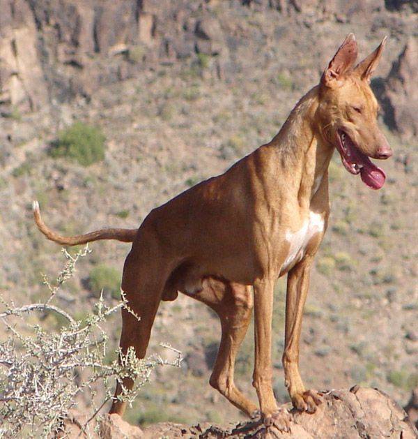 Канарский дог описание породы собак, фото и видео материалы, отзывы о породе