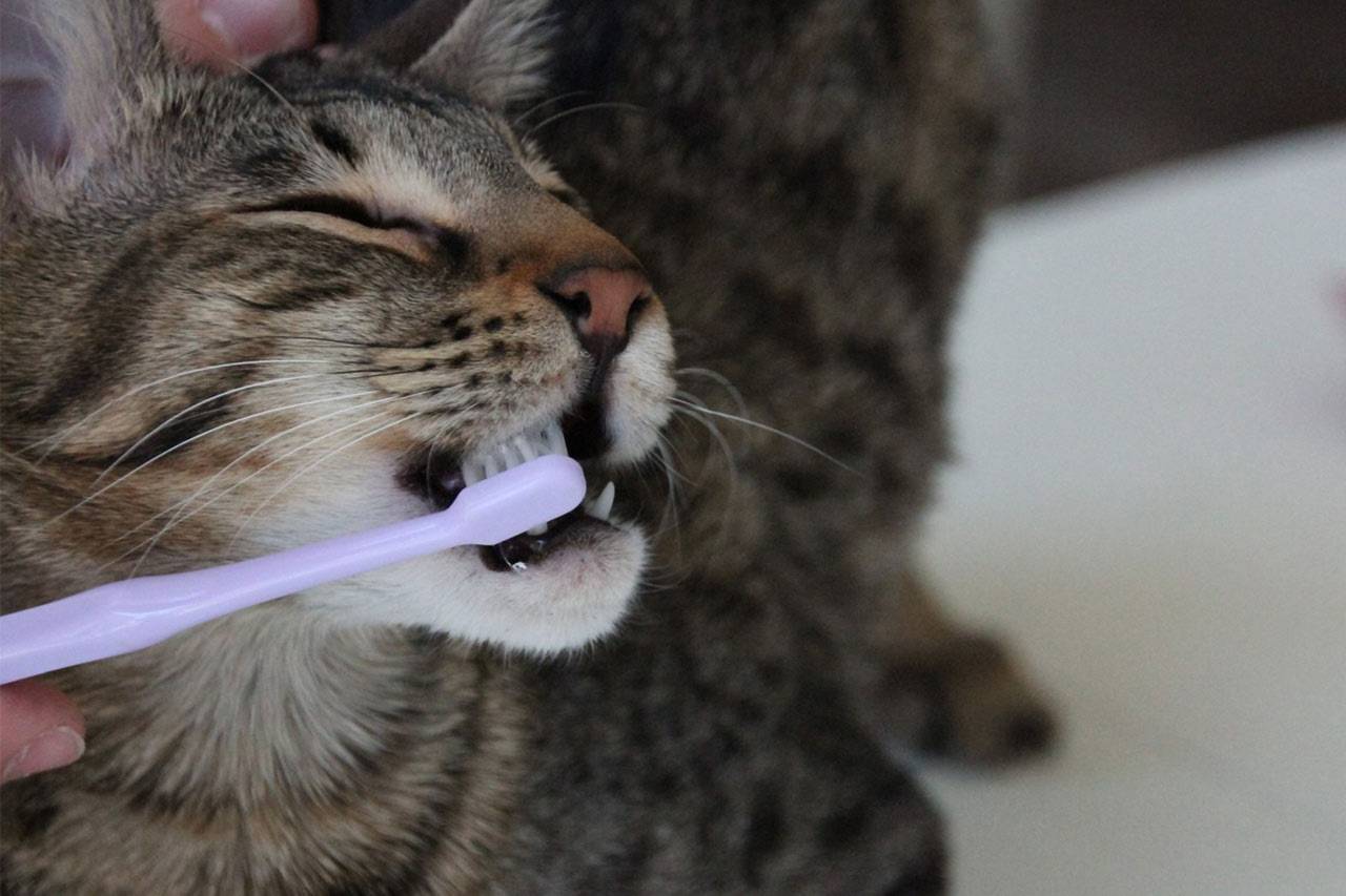 Зубы у кошек: лечение у ветеринара стоматолога или когда у кошки болят зубы.