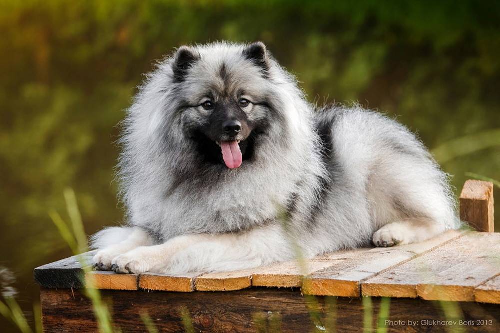 Характеристика собак породы голландских и немецких кеесхонд вольфшпицев