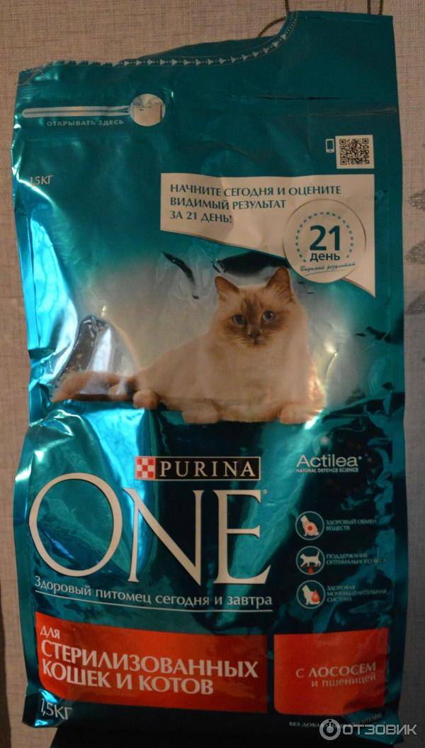 Стерилизованный кот: как правильно кормить кота кастрата, старого кастрированного британца, как правильно кормить сухим кормом кота после кастрации