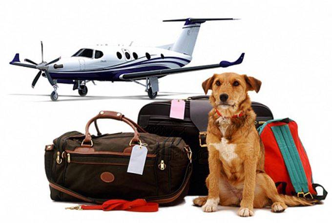 Как перевезти собаку в самолете по россии и за границу: необходимые документы и правила