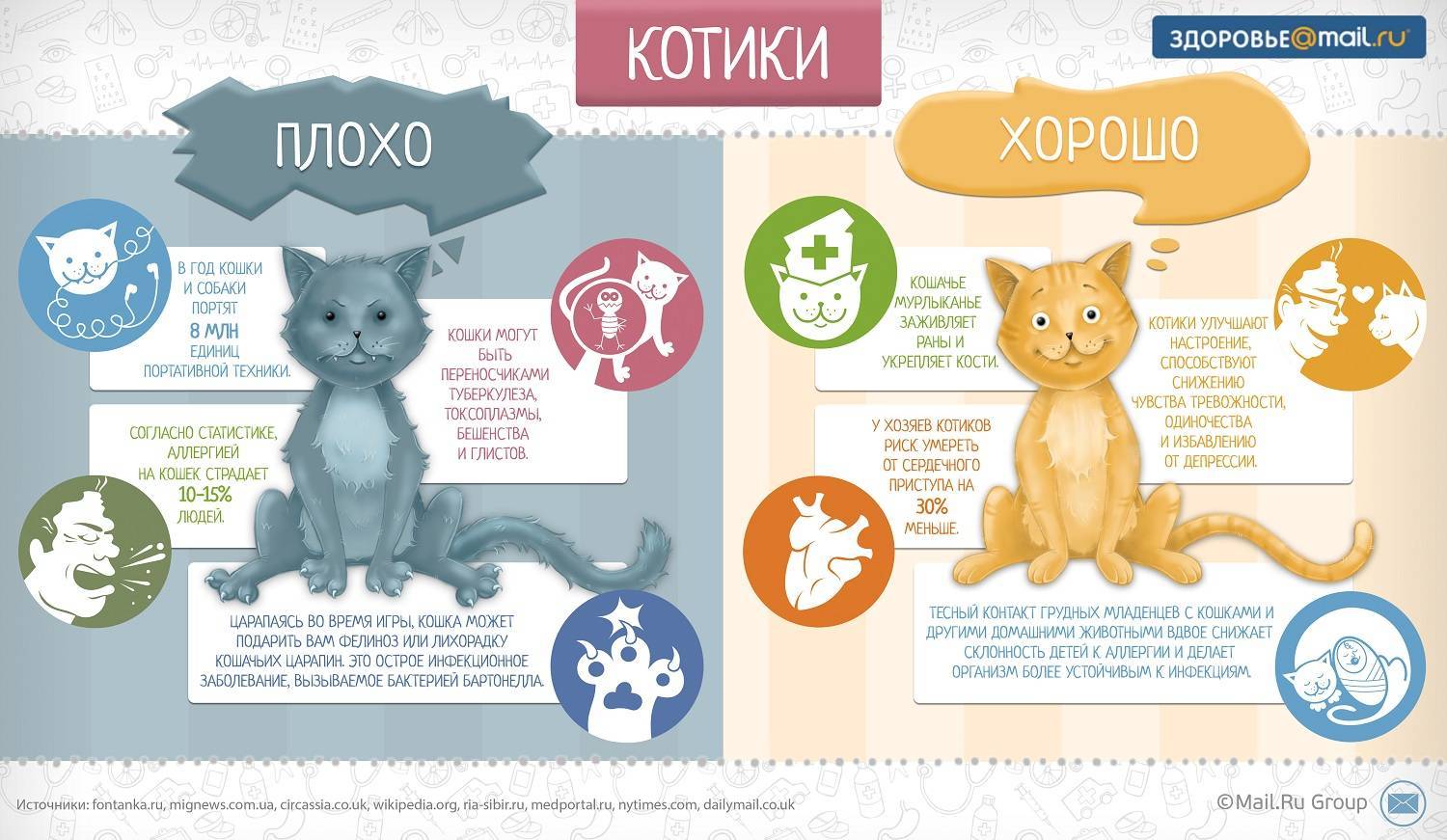 Домашние кошки: поведение, нюансы питания, сна и гигиены