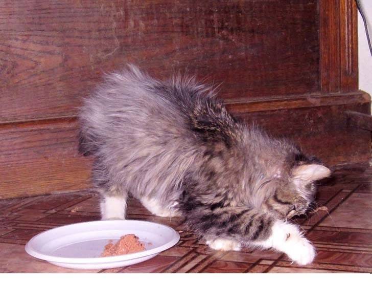 Пищевая поддержка кошек