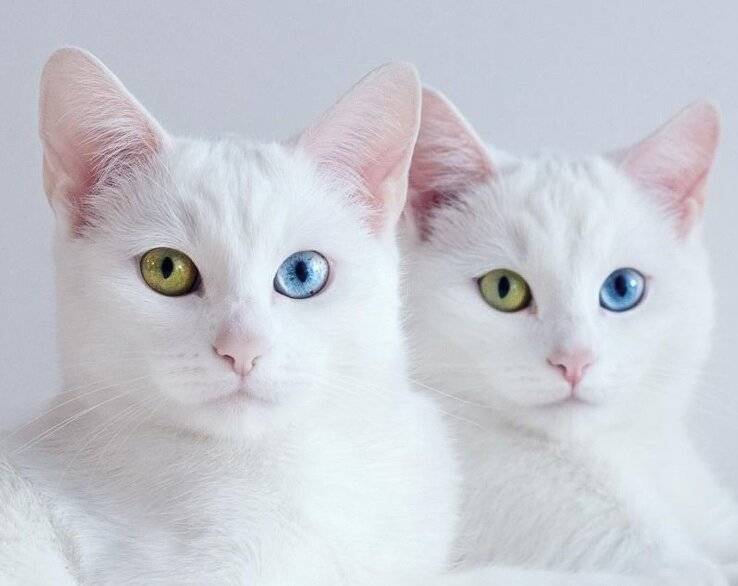 Породы кошек с голубыми глазами: фото с названиями (список)