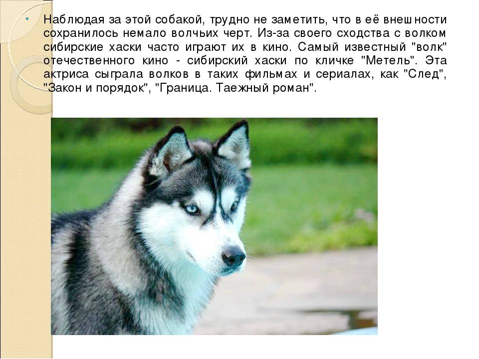 Сибирский хаски – описание породы: внешний вид, характер, уход, содержание и дрессировка
