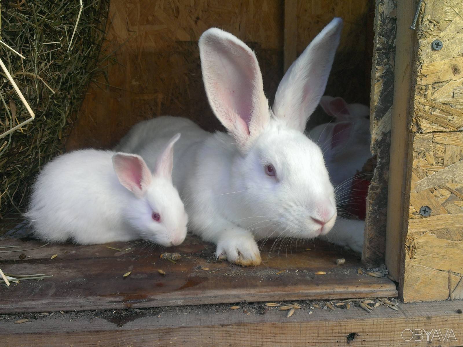 ✅ кролик белый паннон: характеристика и описание породы, фото, особенности содержания - tehnoyug.com