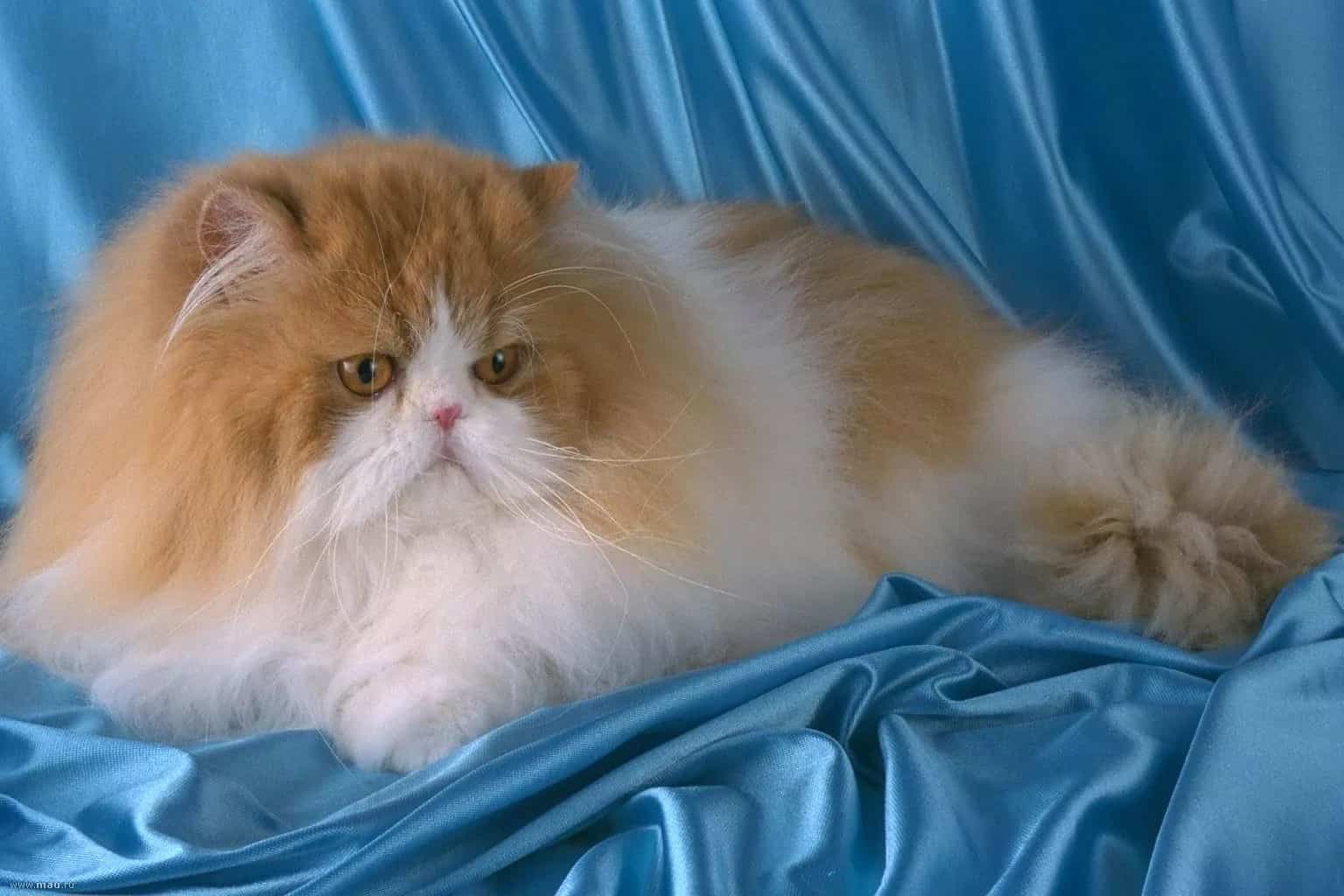 Персидская кошка. описание, особенности, цена и уход за персидской кошкой | животный мир