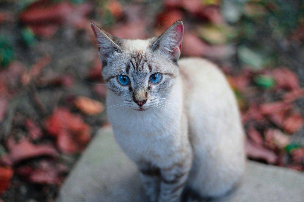 Кошка као мани: описание внешности и характера, разные глаза, уход за питомцем и его содержание, выбор котёнка, отзывы владельцев, фото кота