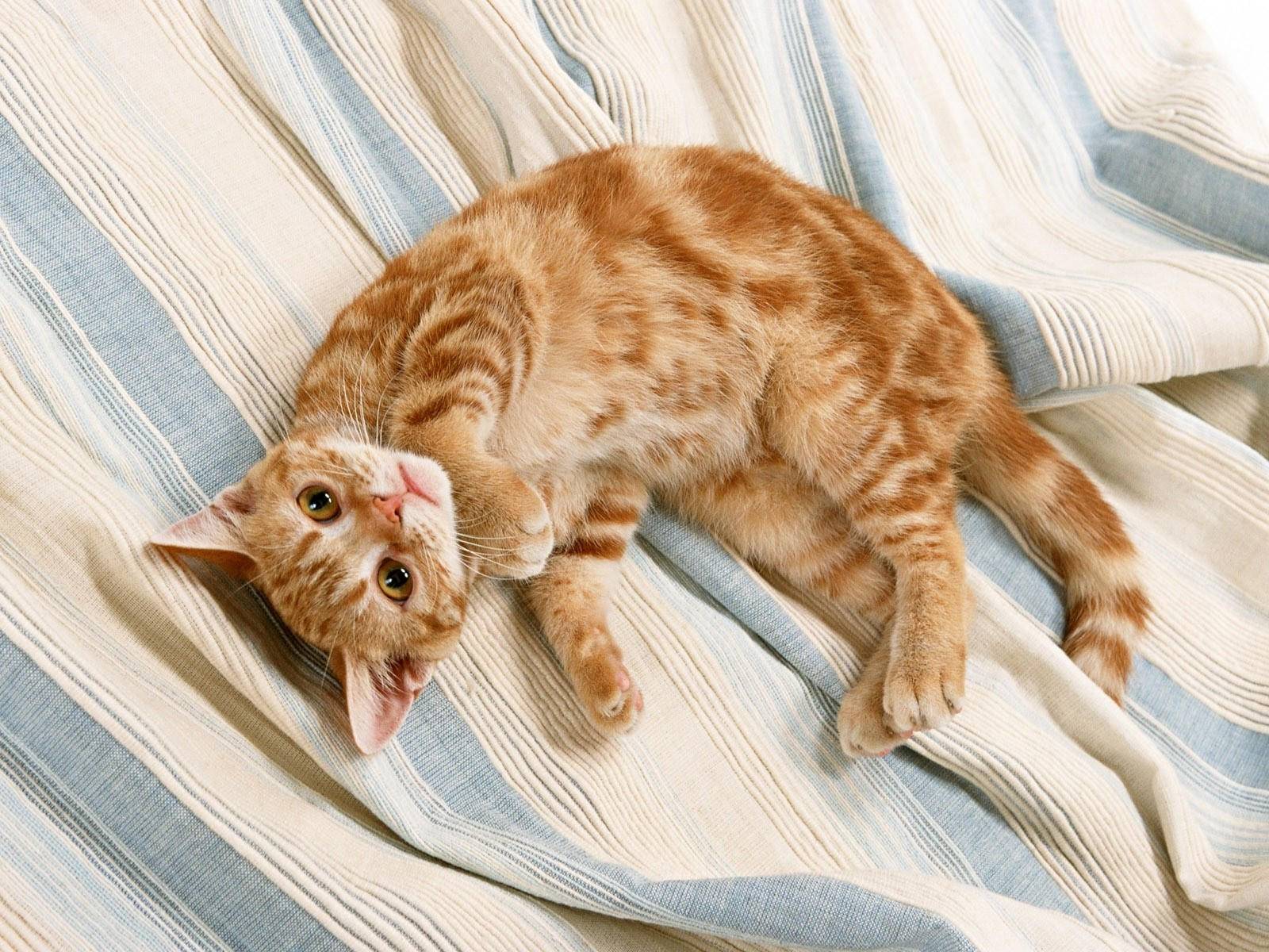 Почему кот может спать на спине, раскинув задние лапы и показывая живот, кошка лежит на полу и мяукает