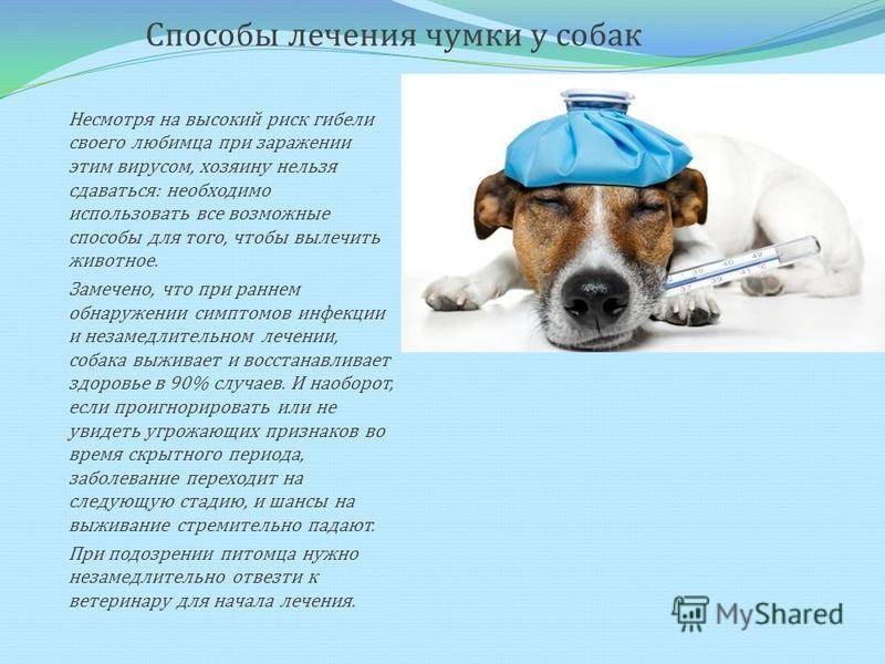 Отравление собаки крысиным ядом симптомы и лечение