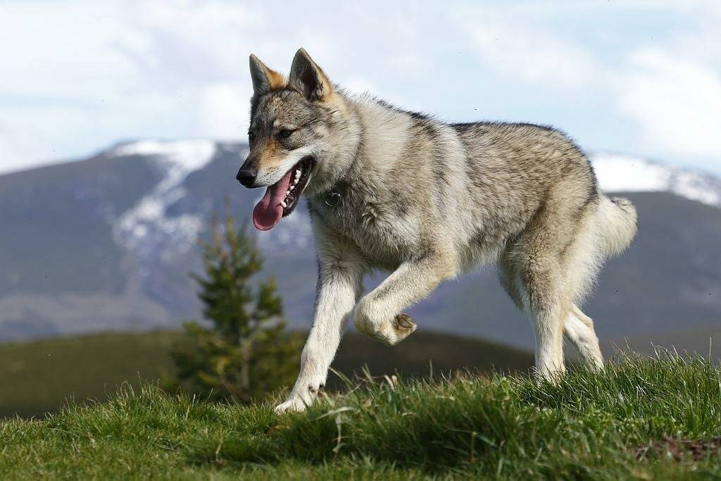 Волчья собака сарлоса (саарлоосвольфхунд, саарлоос вольфхонд, саарлосс