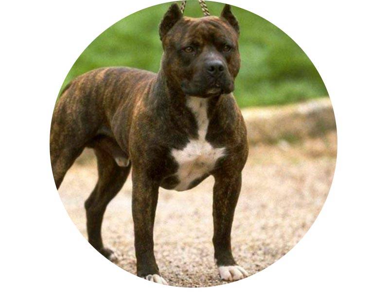 Основные отличия собак пород стаффордширский терьер и питбуль с фото питомцев