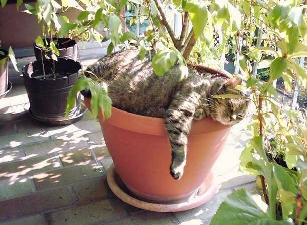 Как защитить домашние растения от проделок кота