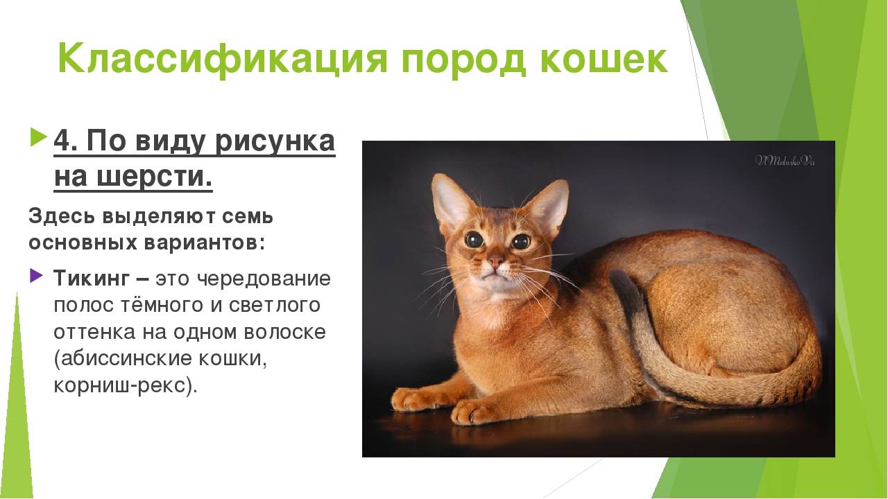 Эти разные и прекрасные кошки: классификация пород, фото, отзывы