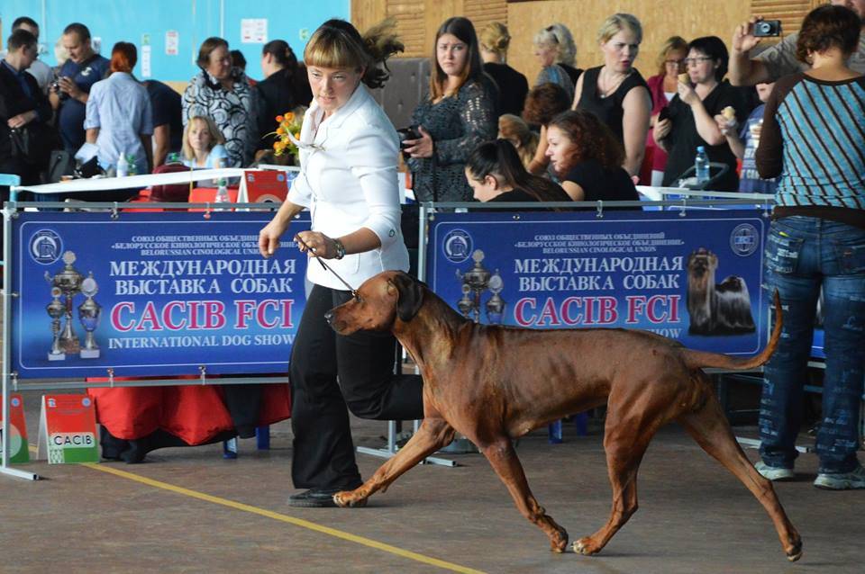 "крафт" (crufts dog show) – всемирная выставка собак с вековой историей