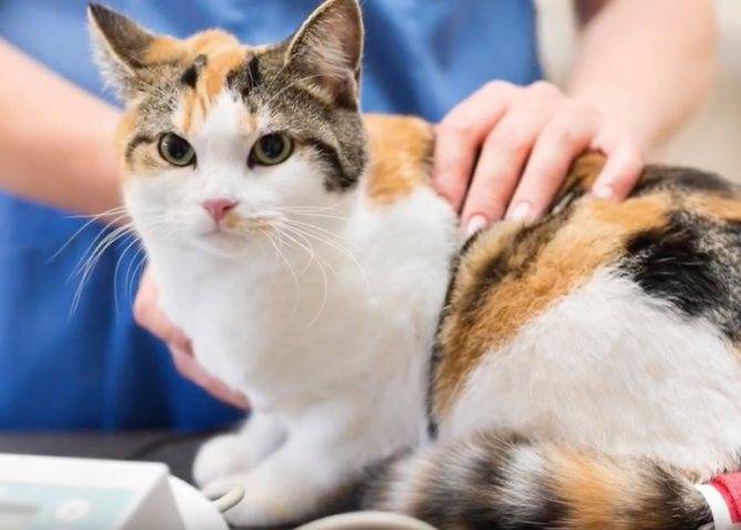Инфекционный перитонит у кошек — симптомы и лечение
