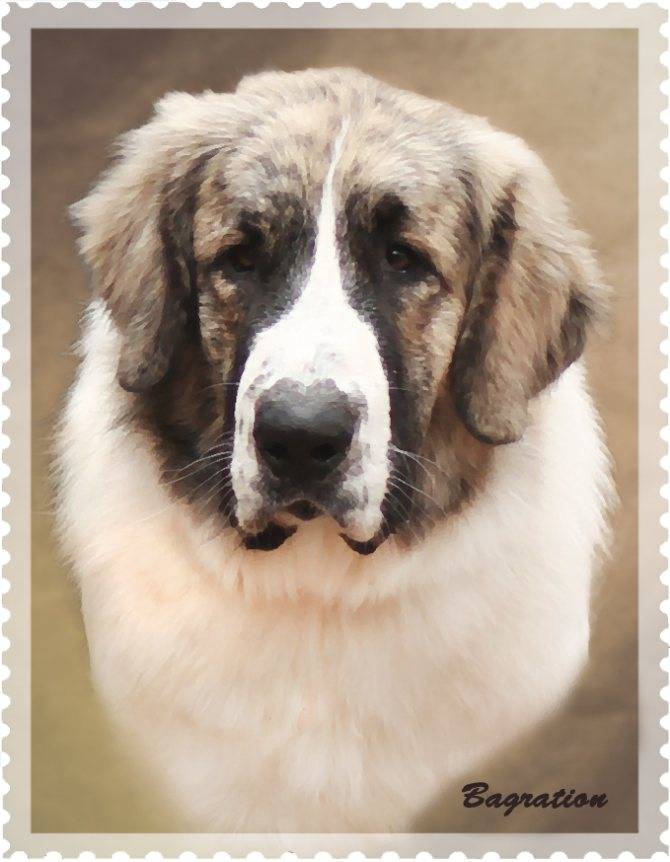 Пиренейская горная собака: фото и цена, описание, характер и уход