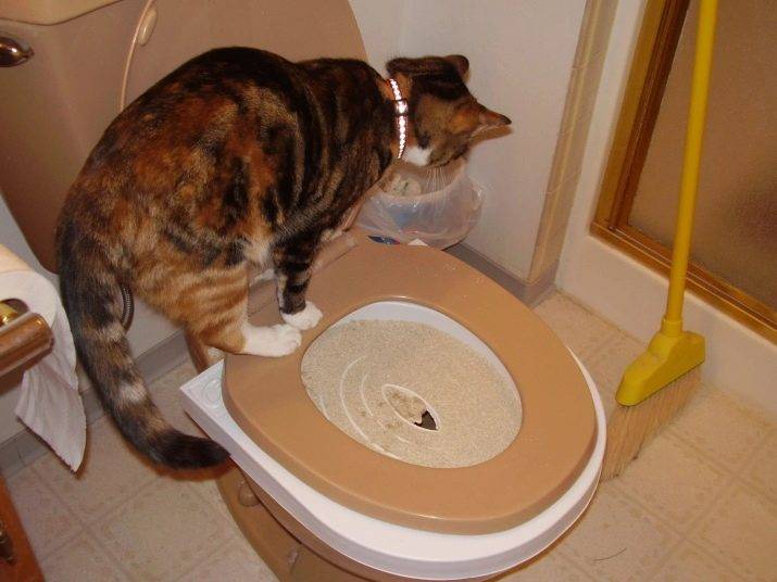 Что делать, если кошка начала ходить в туалет в неположенном месте?