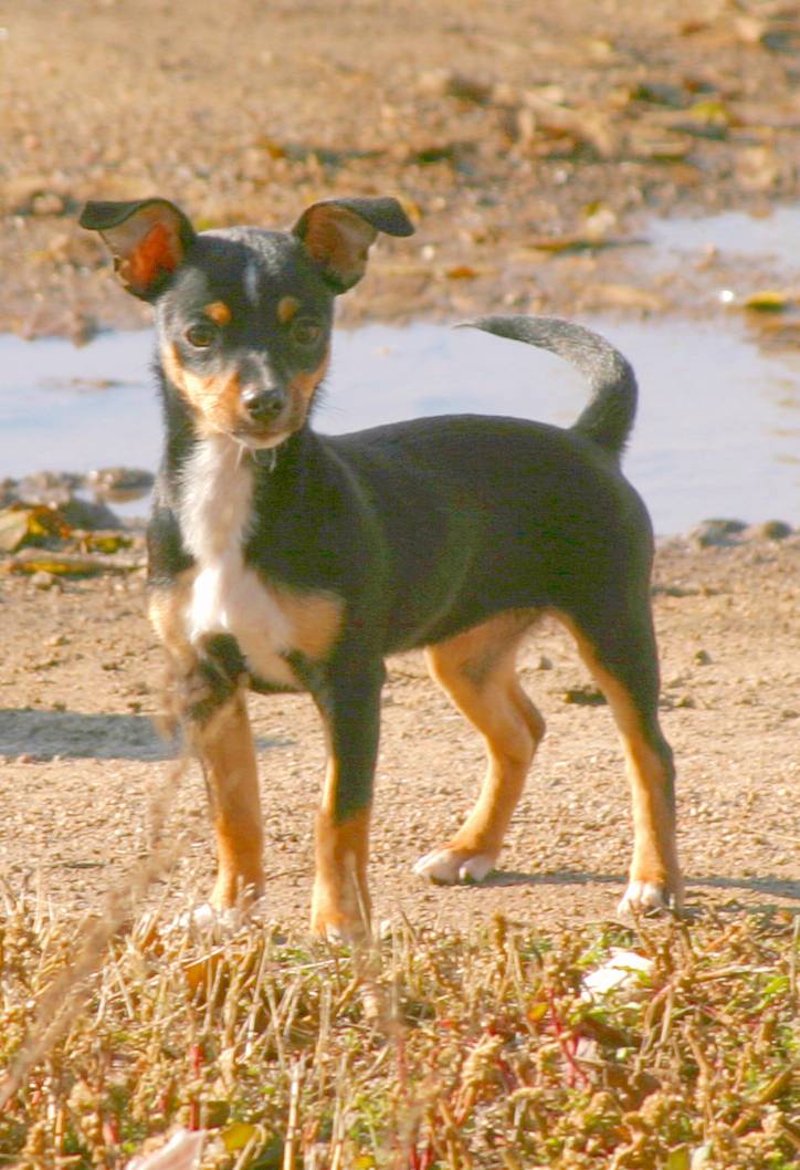 Карело-финская лайка собака. описание, особенности, уход и цена породы