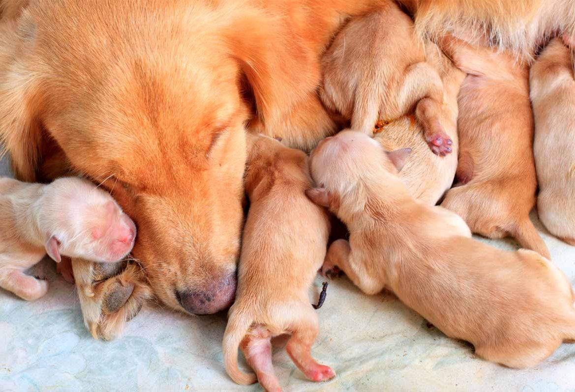 С какого возраста хозяева отдают маленьких щенков: время отлучения от матери