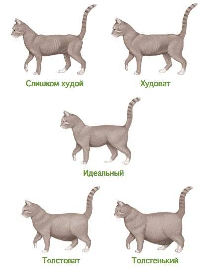 Как определить возраст котенка: основные методы и варианты подсчета