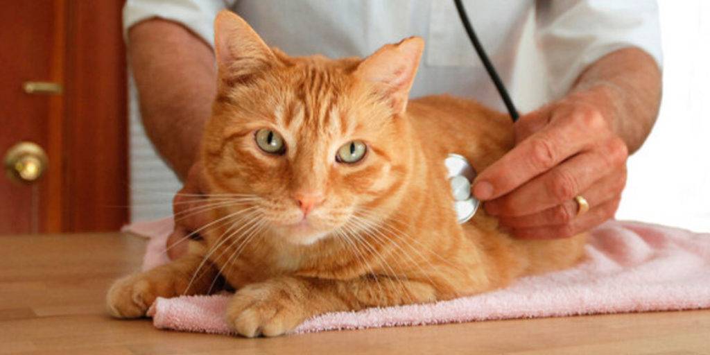 Кошка после наркоза: после стерилизации, кастрации и иных операций; сколько времени коты отходят от наркоза, как ухаживать за животным