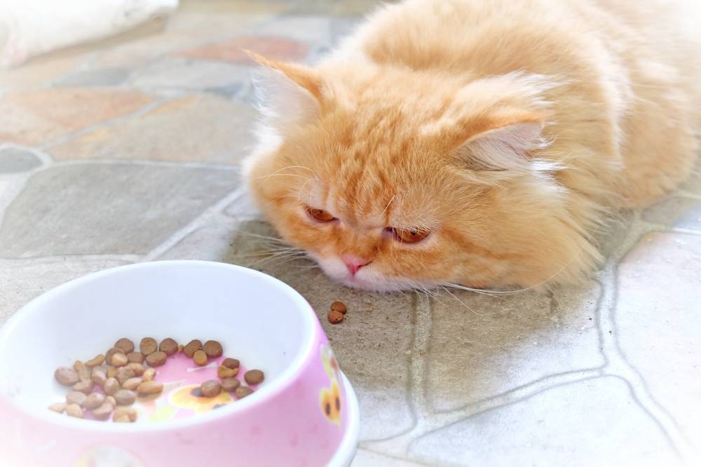 Как накормить кота, если он отказывается от еды