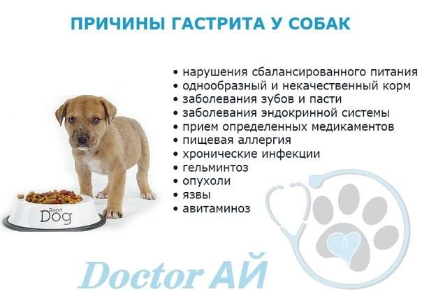 Расстройства и нарушения пищеварения у собак - симптомы и причины | хиллс