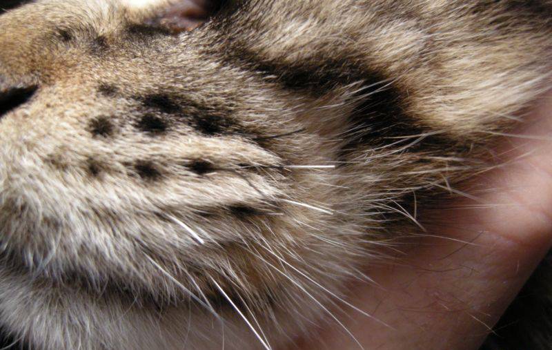 Ломаются усы у котенка почему: причины, как помочь