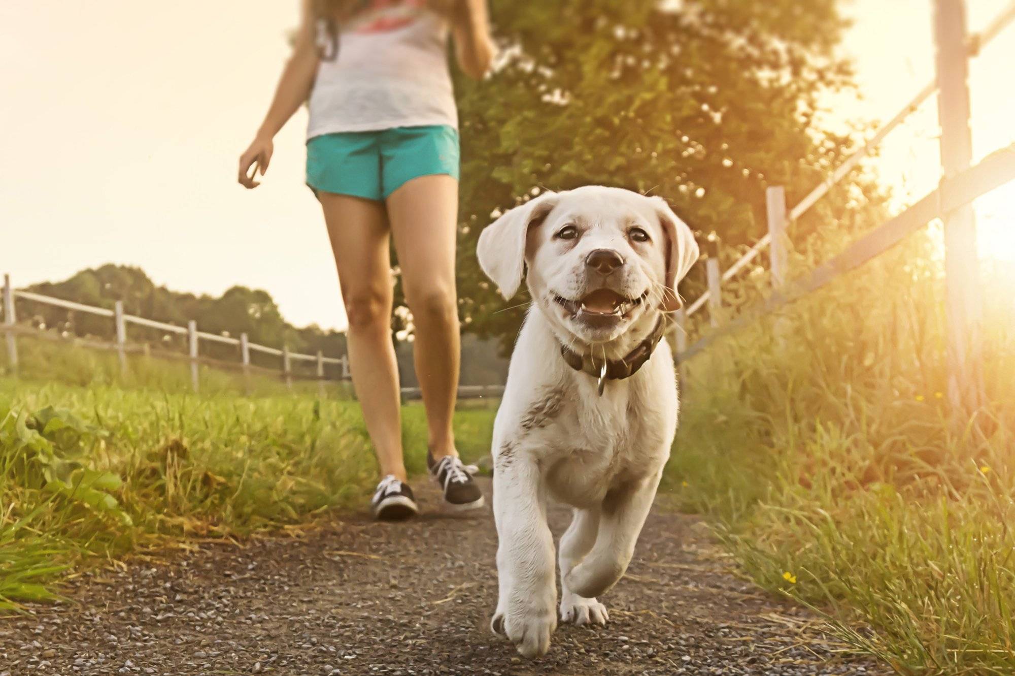 Как часто нужно выгуливать собаку: назначение и правила, длительность
