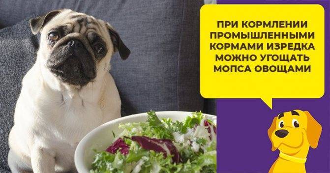 Чем кормить щенка мопса 2 месяца: какие продукты можно, а какие нельзя